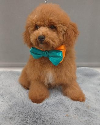 E barboncino figlio di mini toy