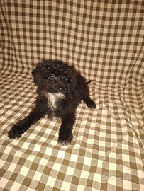 Cucciolo di barboncino toy