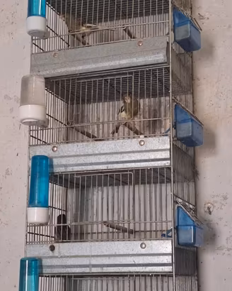 Canarino timbratdo spagnolo