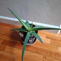 Piantina aloe vera in vaso