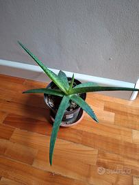 Piantina aloe vera in vaso