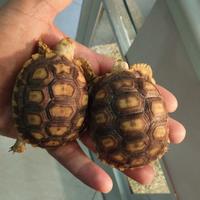 Coppia di tartarughe sulcata