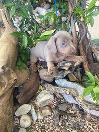 Bassotto isabella maschio