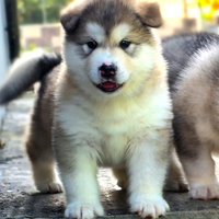 Alaskan malamute
