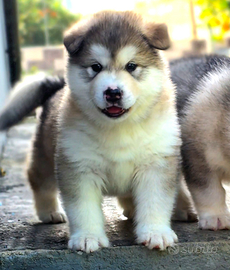 Alaskan malamute
