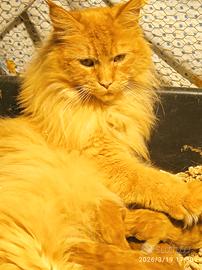 Maine coon rossi con pedigree