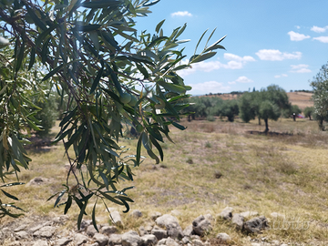 Terreno agricolo con annessa cassetta