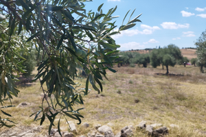 Terreno agricolo con annessa cassetta