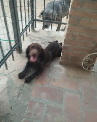 Cuccioli springer spaniel inglese