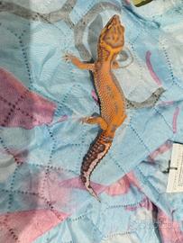 Femmina geco leopardino
