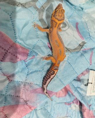 Femmina geco leopardino