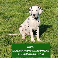 Dalmata cuccioli da Allevamento