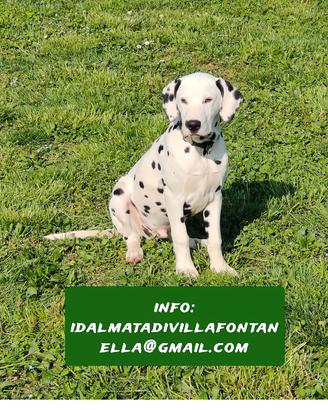 Dalmata cuccioli da Allevamento