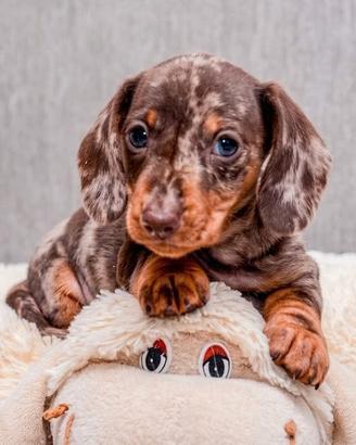 BASSOTTI NANI TEDESCHI - BASSOTTO ARLECCHINO puppy