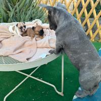 Bulldog francese maschio 4 mesi