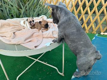 Bulldog francese maschio 4 mesi