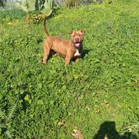 Cucciolona di Pitbull crescita con bambini