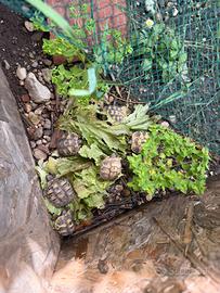 Tartarughe di terra