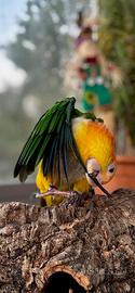 Affido Caicco
