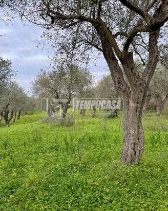 Terreno - Uliveto - Sorso