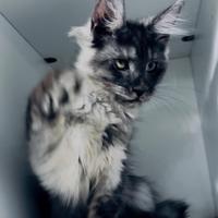 Maine Coon cucciolo