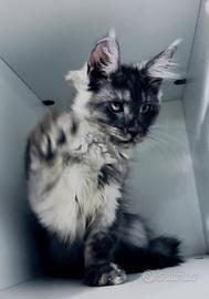 Maine Coon cucciolo