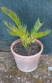 Cigas  pianta ornamentale in vaso