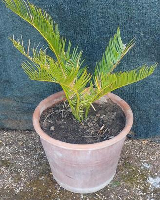 Cigas  pianta ornamentale in vaso