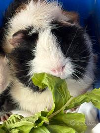 Cavie/ porcellino d'india