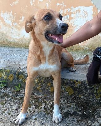 Annunci Animali - Regalo e regalo animali e cuccioli - Subito.it