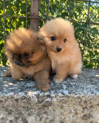 Spitz pomerania toy