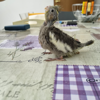 Calopsitta allevata a mano