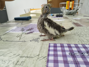 Calopsitta allevata a mano