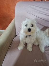 Maltesi