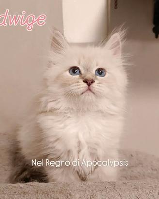 Gattini Siberiani Purissimi 