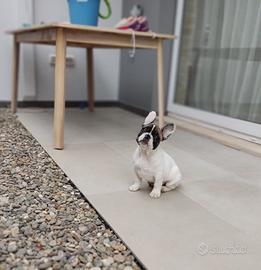 Cuccioli di bulldog francese
