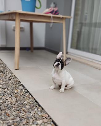 Cuccioli di bulldog francese