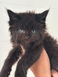Cucciola di Maine Coon