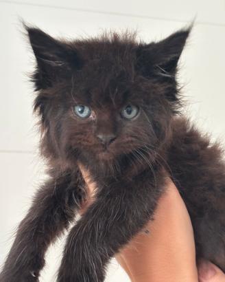Cucciola di Maine Coon