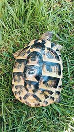 Tartaruga di terra