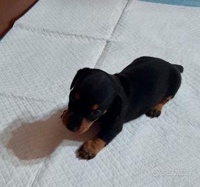 Bassotto nano cuccioli