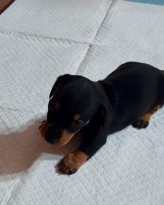 Bassotto nano cuccioli