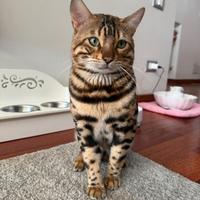 Gattone bengala da riproduzione
