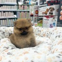 Spitz di Pomerania Toy