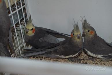 Calopsitte maschi e femmina