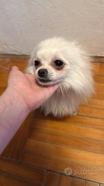 Femmina di Spitz Pomerania