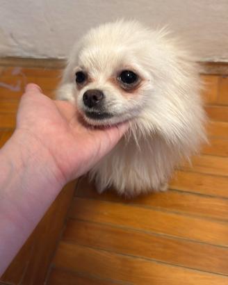 Femmina di Spitz Pomerania