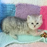 Cucciole british/scottish ,GENOVA