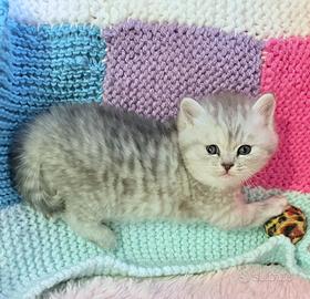 Cucciole british/scottish ,GENOVA