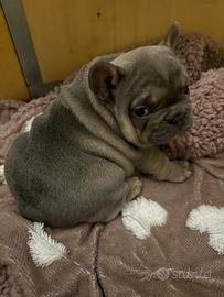 Bulldog francese